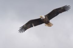 A7305856