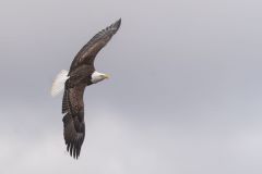 A7305852