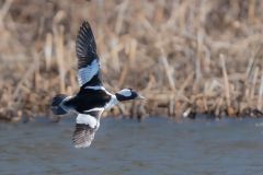 Bufflehead flying near Red Wing