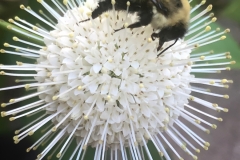 Button-Bush-and-Bee
