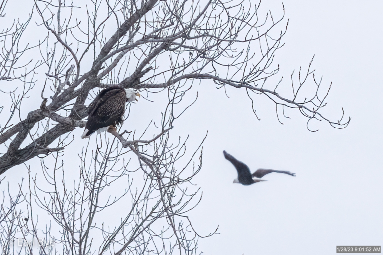 Colder temperatures with a few more eagles