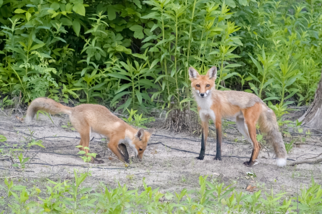 Red Foxes on the beach on Carlson Island in Red Wing, Minnesota