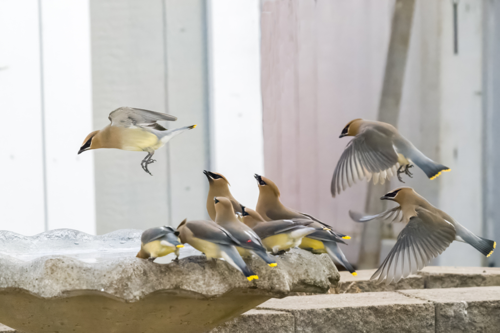 Cedar Waxwings getting water at birdbath