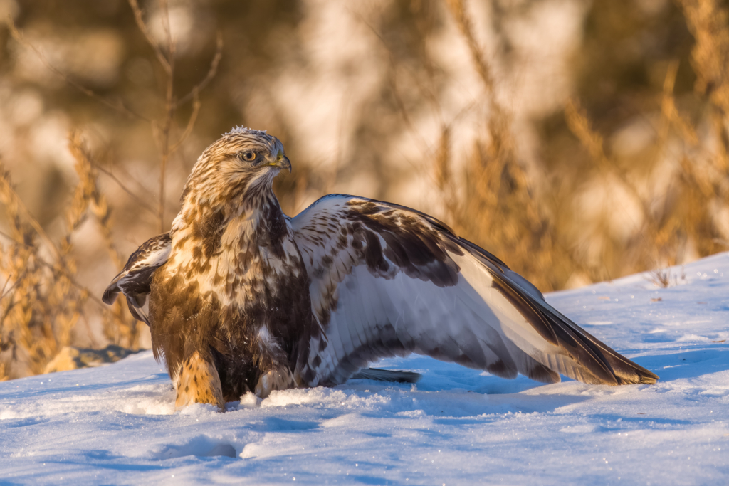 Rough-legged Hawk pounced on prey at Bay Point Park in Red Wing, Minnesota