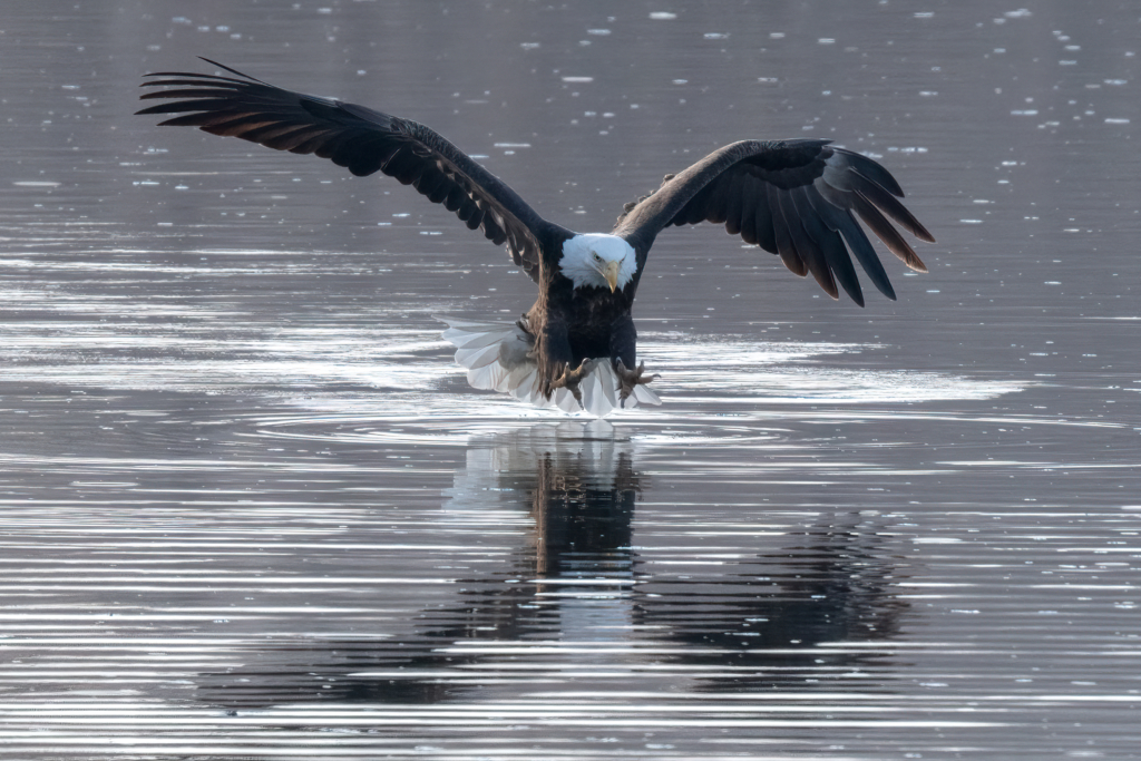 Adult Bald Eagle flying over the water at Colvill Park, ready to catch a fish