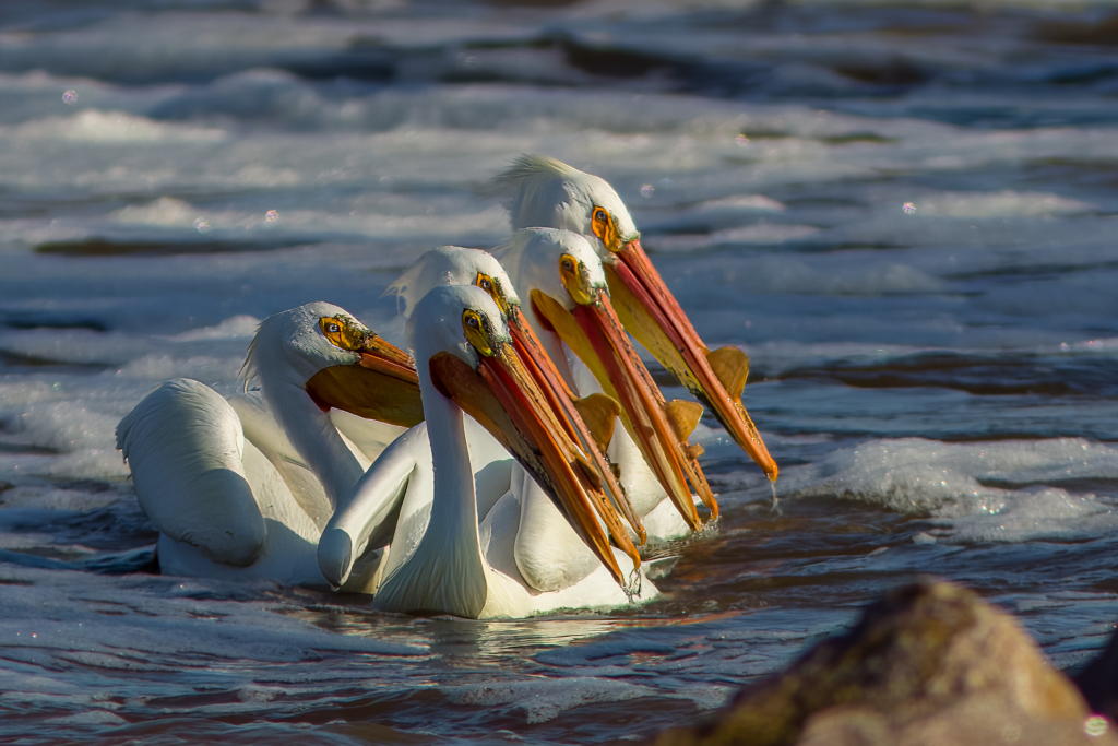 American White Pelicans feeding in Minnesota River