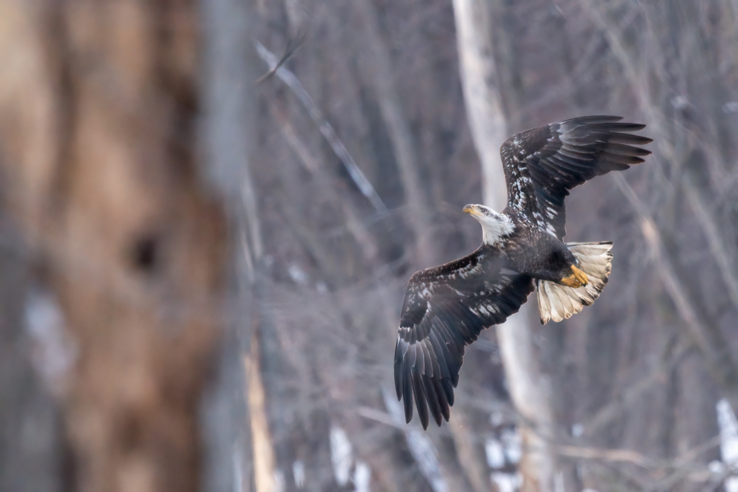 About 15 eagles at Colvill Park, just 8 at Lock and Dam #3