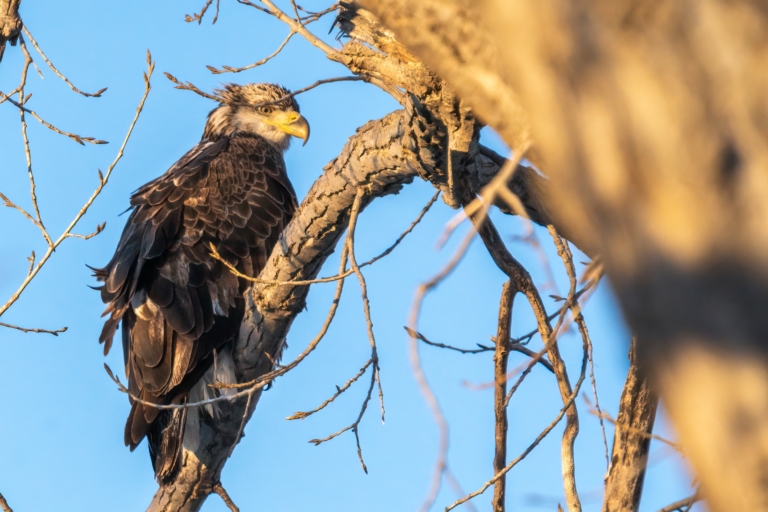 Some eagle action at Colvill Park