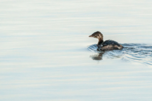 Immature Pied-billed Grebe at Colvill Park