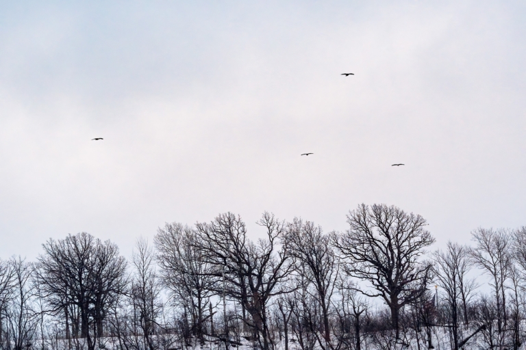 Eagles soaring over He Mni Can/Barn Bluff