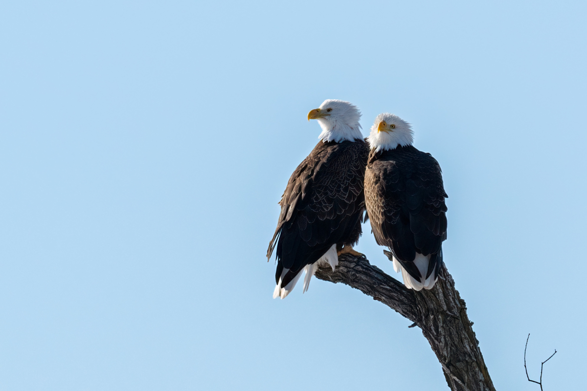 Couples for Valentine’s Day