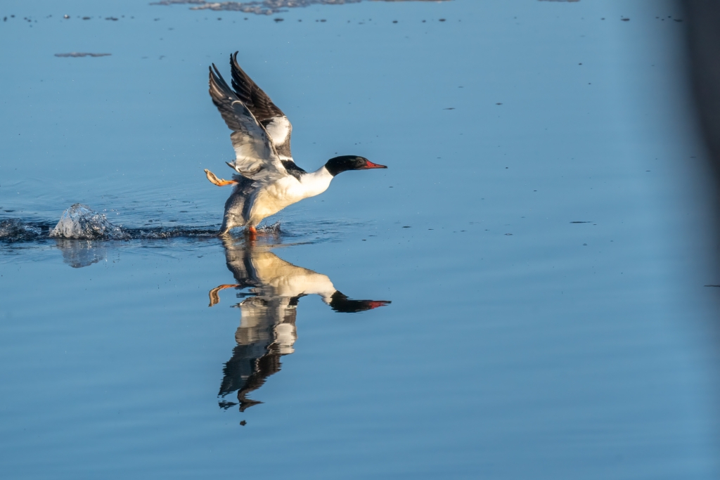 Male Common Merganser taking flight at Bay Point Park