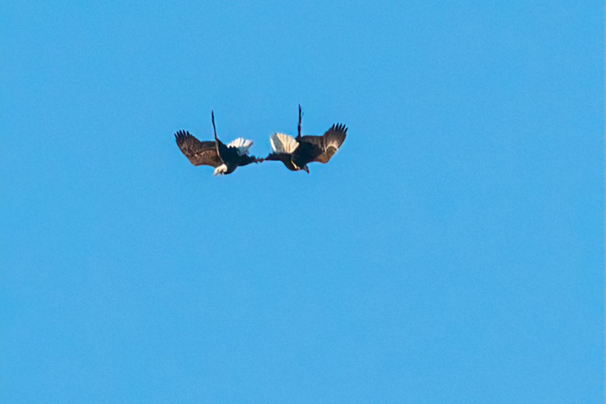 Bald Eagle courtship with “cartwheel” displays and Golden Eagle near Rushford