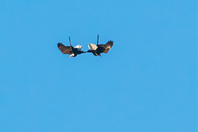 Bald Eagle courtship with “cartwheel” displays and Golden Eagle near Rushford