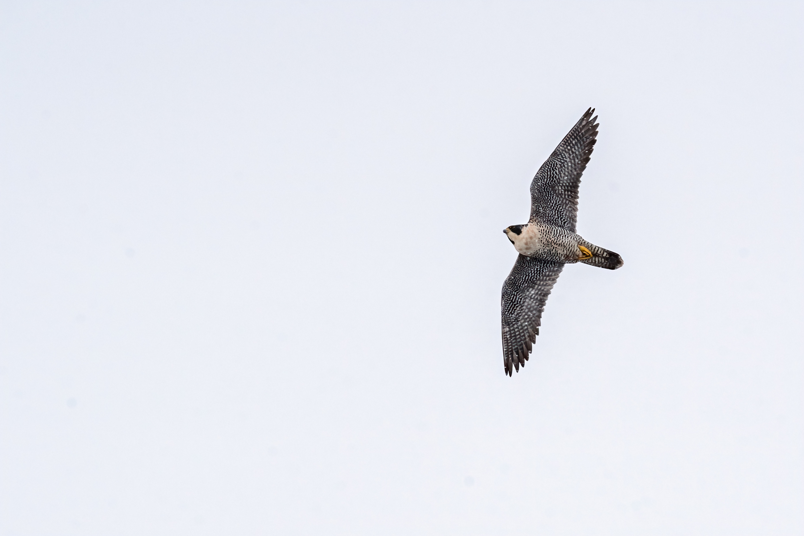 Peregrine Falcon returned, Colvill Park bay frozen