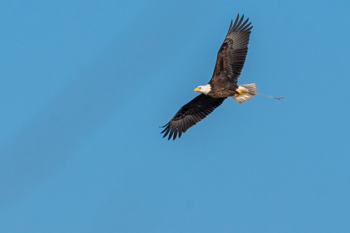 Digging out after snow storm, eagles nesting