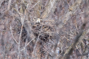 At least one eagle is incubating eggs as we've seen the female sitting on the nest for a number of days.