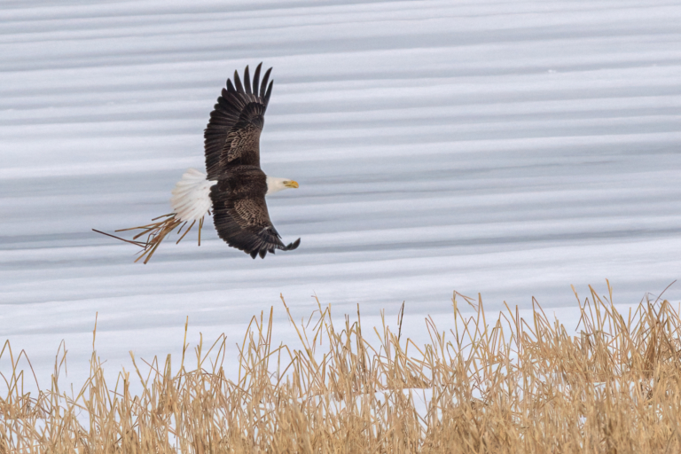 Eagles nesting and incubating