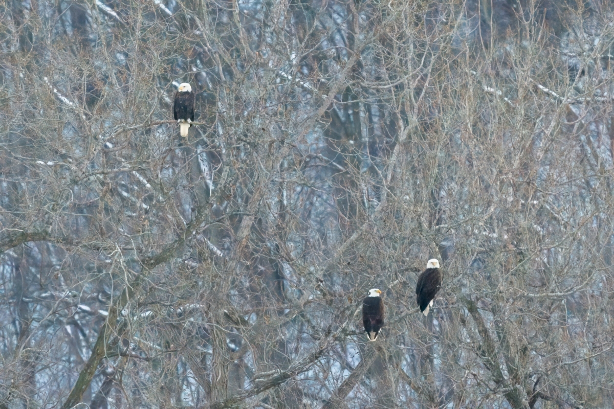 A few more eagles at Colvill Park, very few at Reads Landing