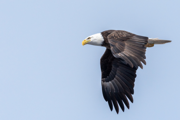 Another eagle sitting on eggs