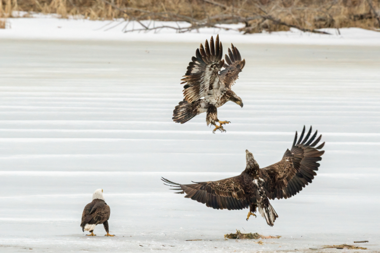 About a dozen eagles at Colvill Park eating on the ice