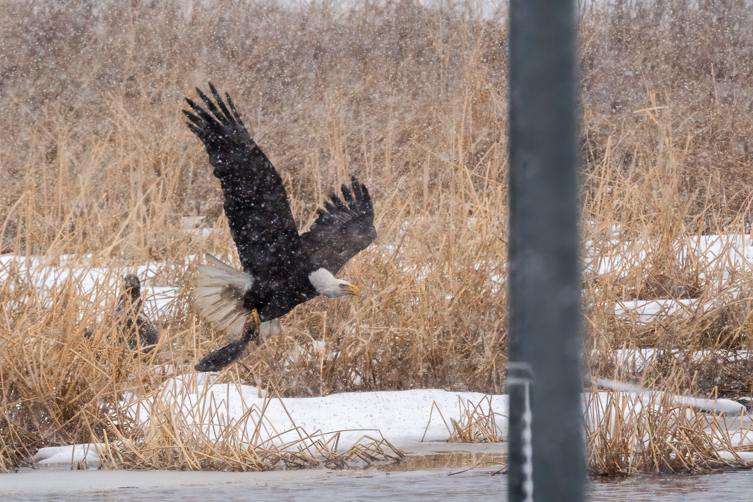 Colvill Park bay is ice-free, eagles competing for large fish on shore