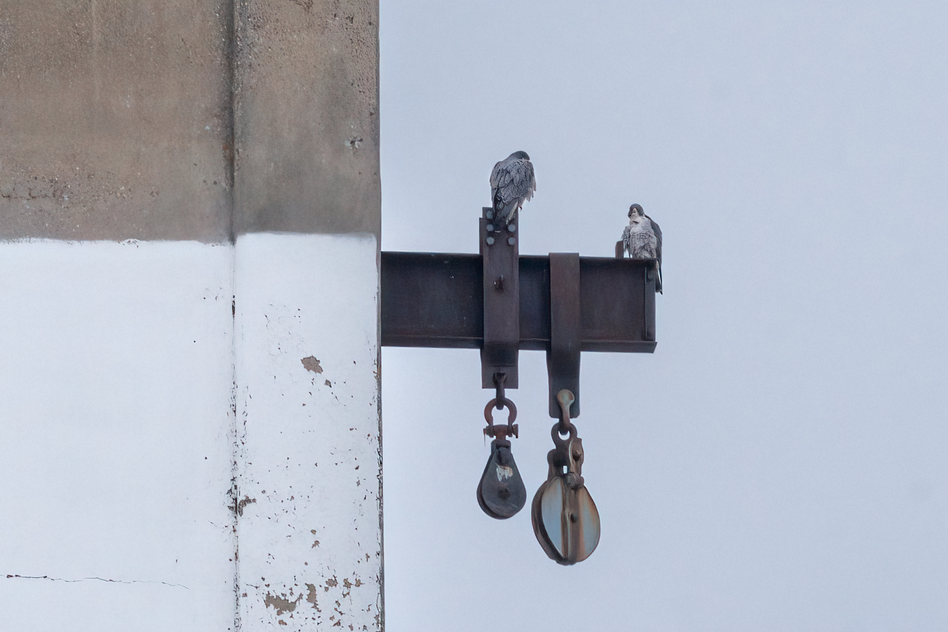 Male Peregrine Falcon arrives along with more snow