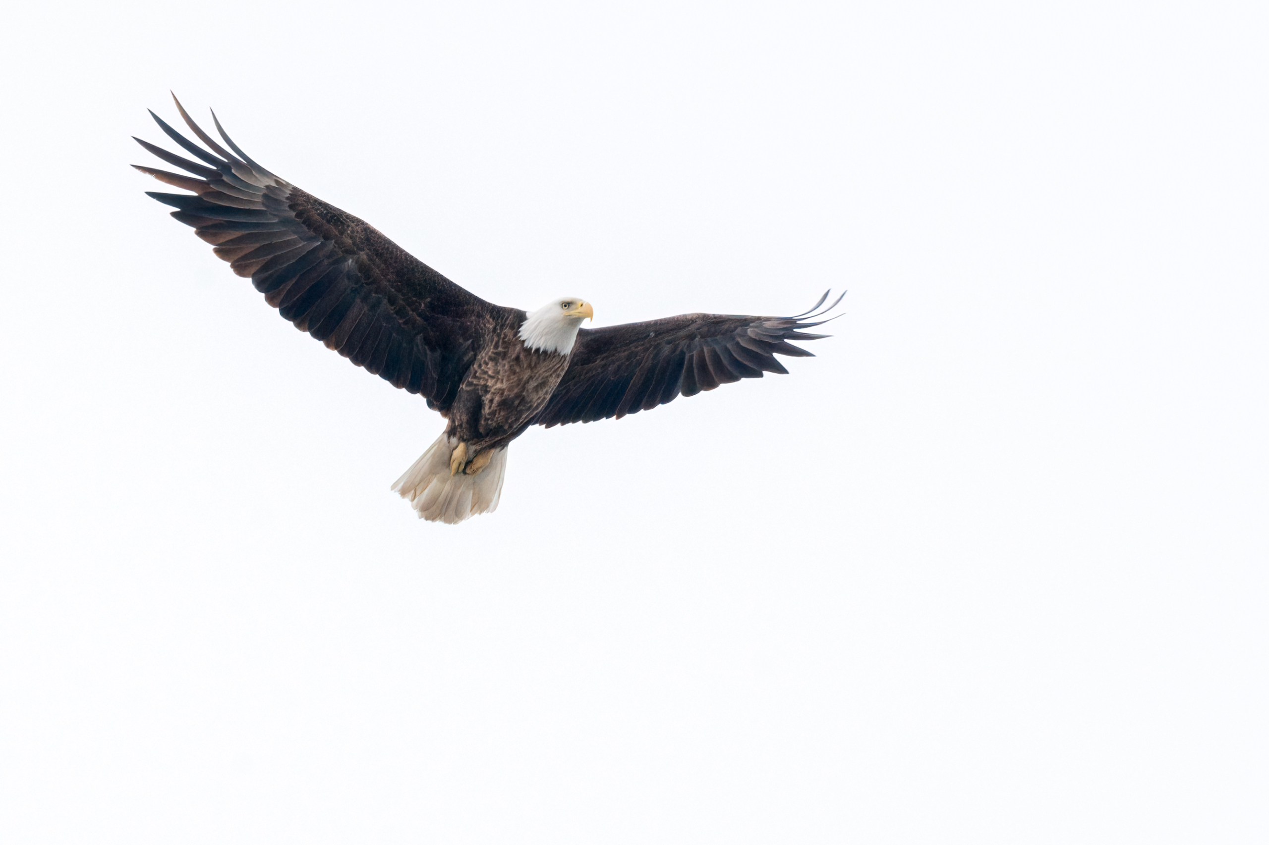 Over a dozen active Bald Eagles at Colvill Park