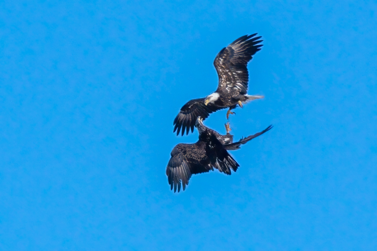 A cold and blustery day, but the eagles were flying