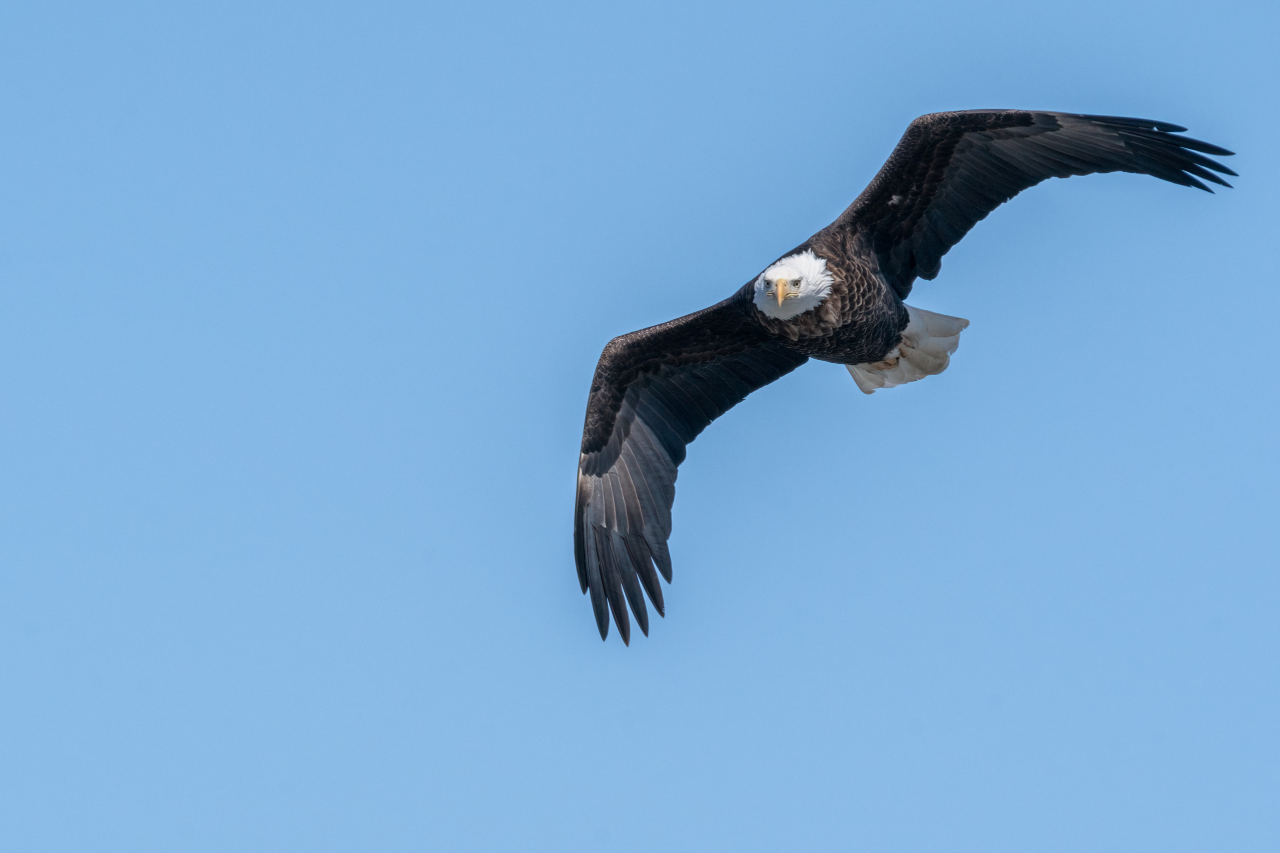 Lots of eagle action at Colvill Park