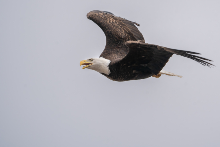 Vultures and migrating ducks return, some migrating eagles remain