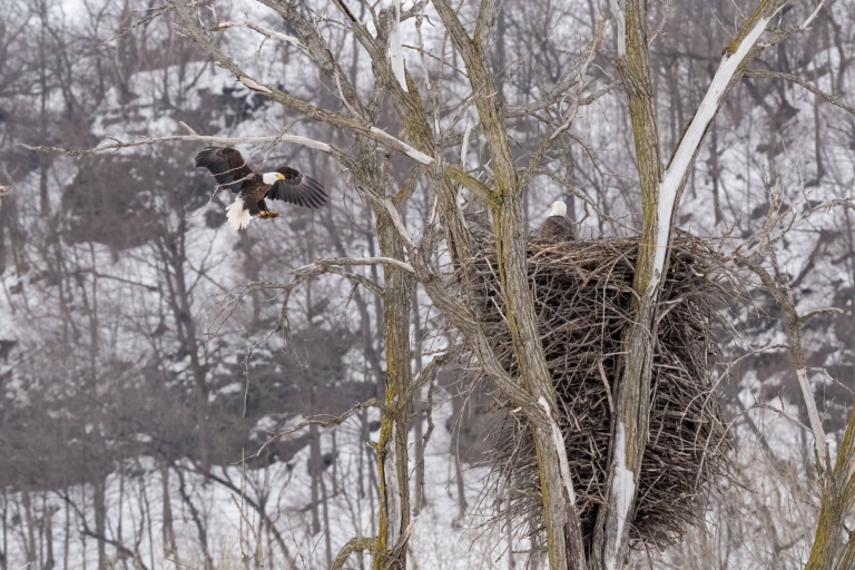 Eagle nesting continues, Colvill Park bay still mostly ice