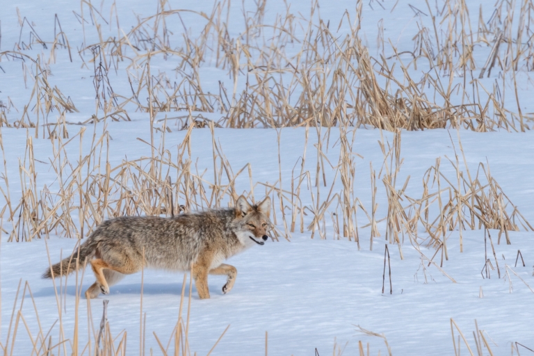 Ice is clearing in Colvill Park bay, Coyote seen near river bridge