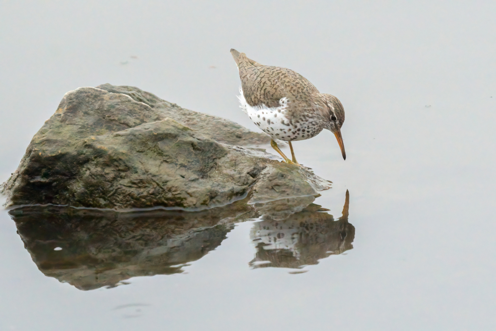 Spotted Sandpiper