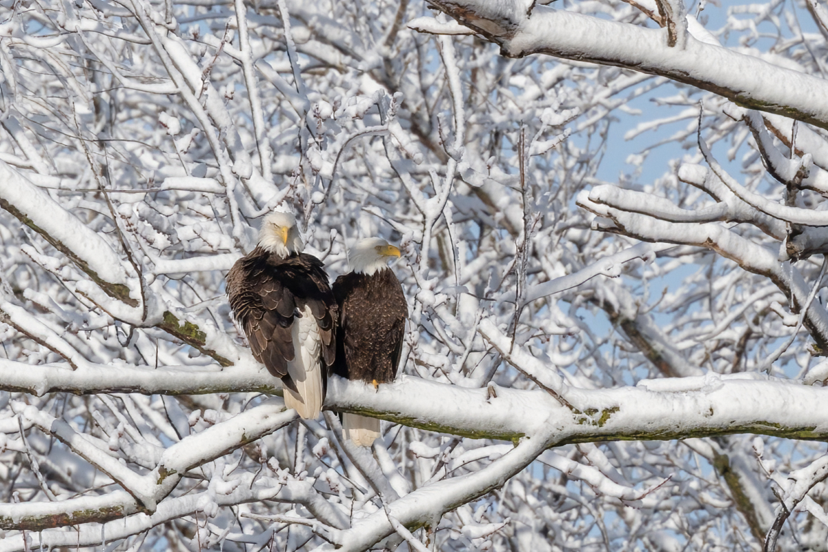 After the storm, ice, snow, eagles, and cormorants