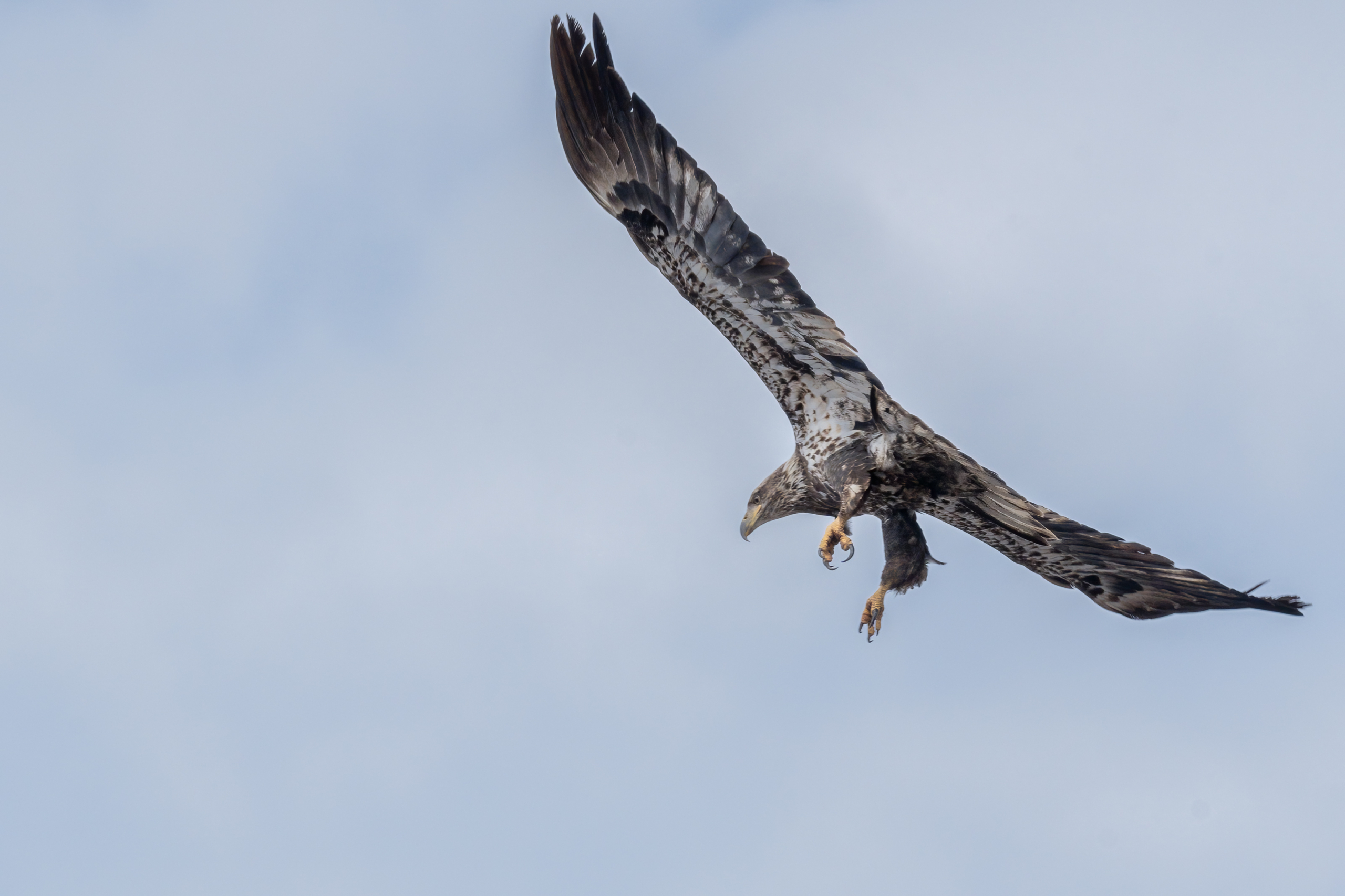 Pelicans, Tundra Swans, and Eagles over Memorial Park