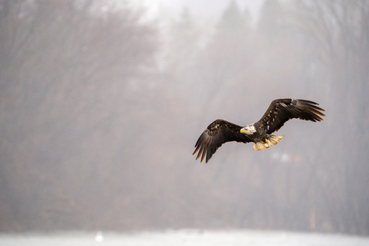 Pelicans arrive and Great Blue Herons nesting