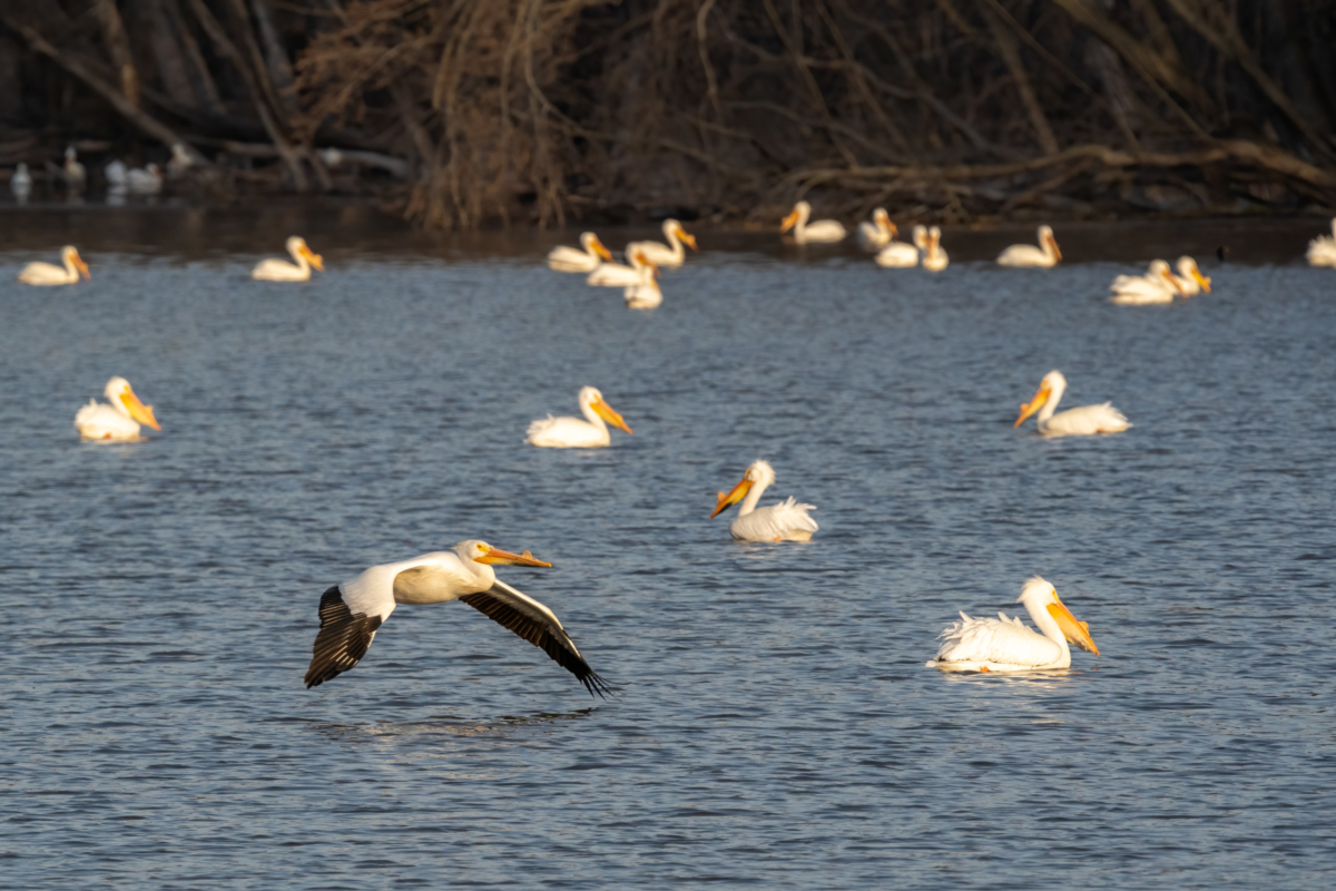 Pelicans and Cormorants arrive in numbers, other migrants arrive