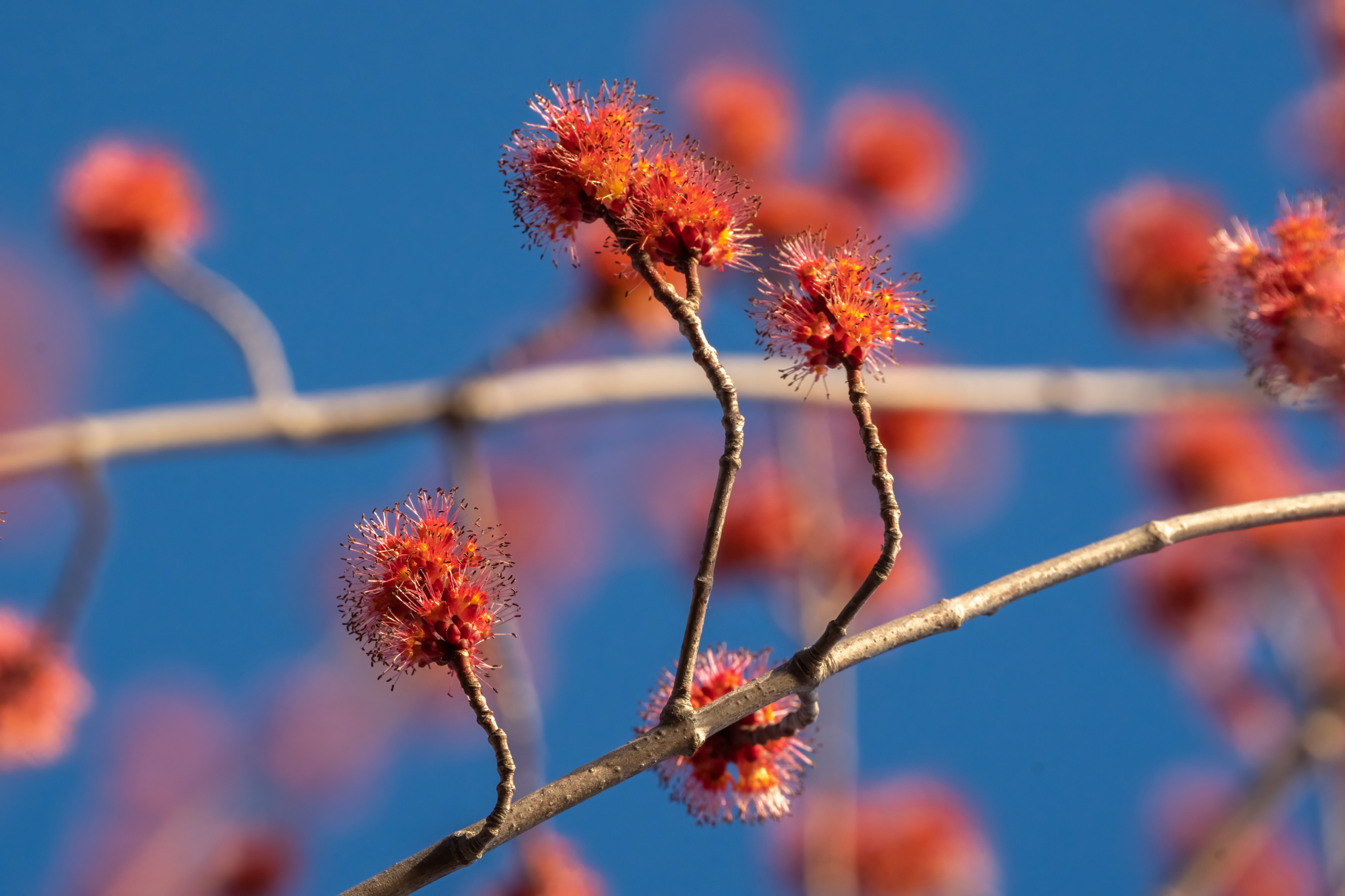 Colvill Park closed by flooding, migrating birds arrive, and flowers blooming