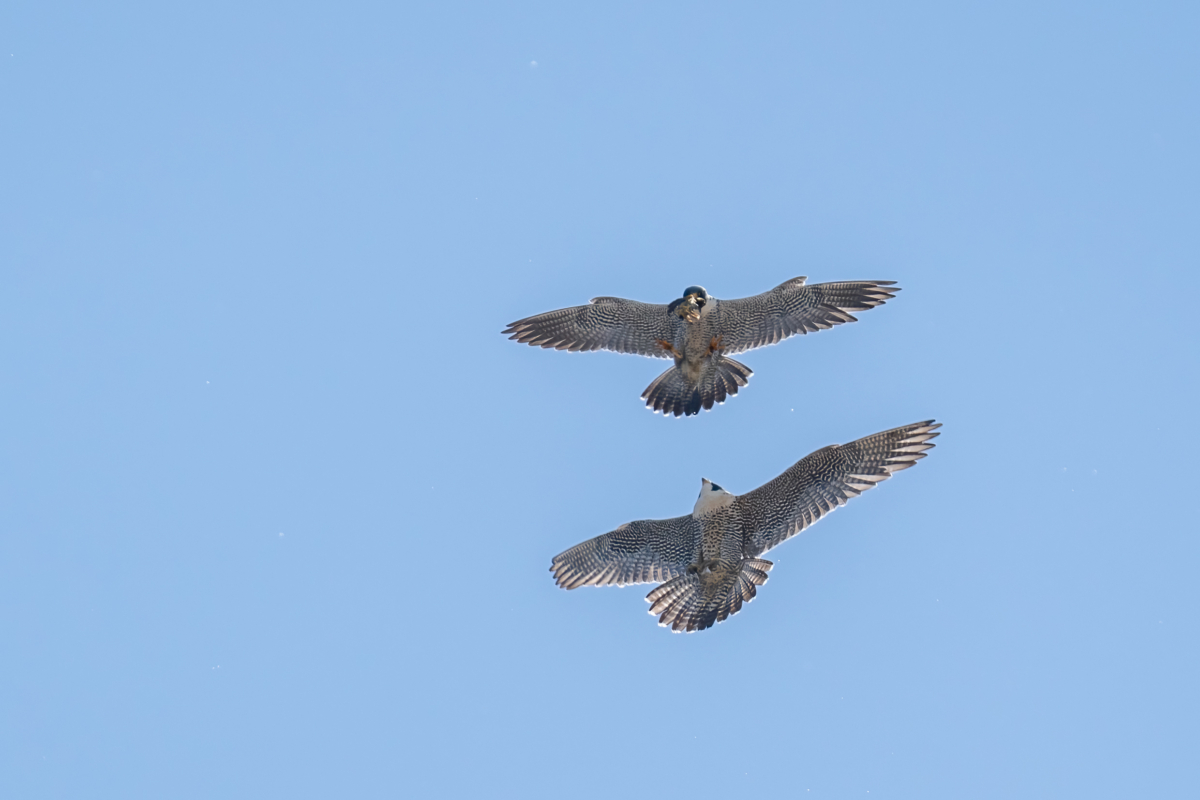 River level almost normal, Peregrine Falcons feeding four babies