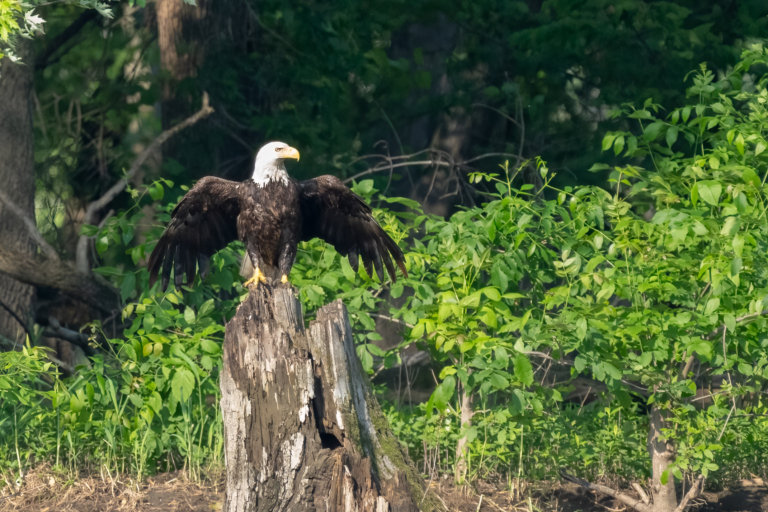 Eagle activity on the river: fishing and feeding babies