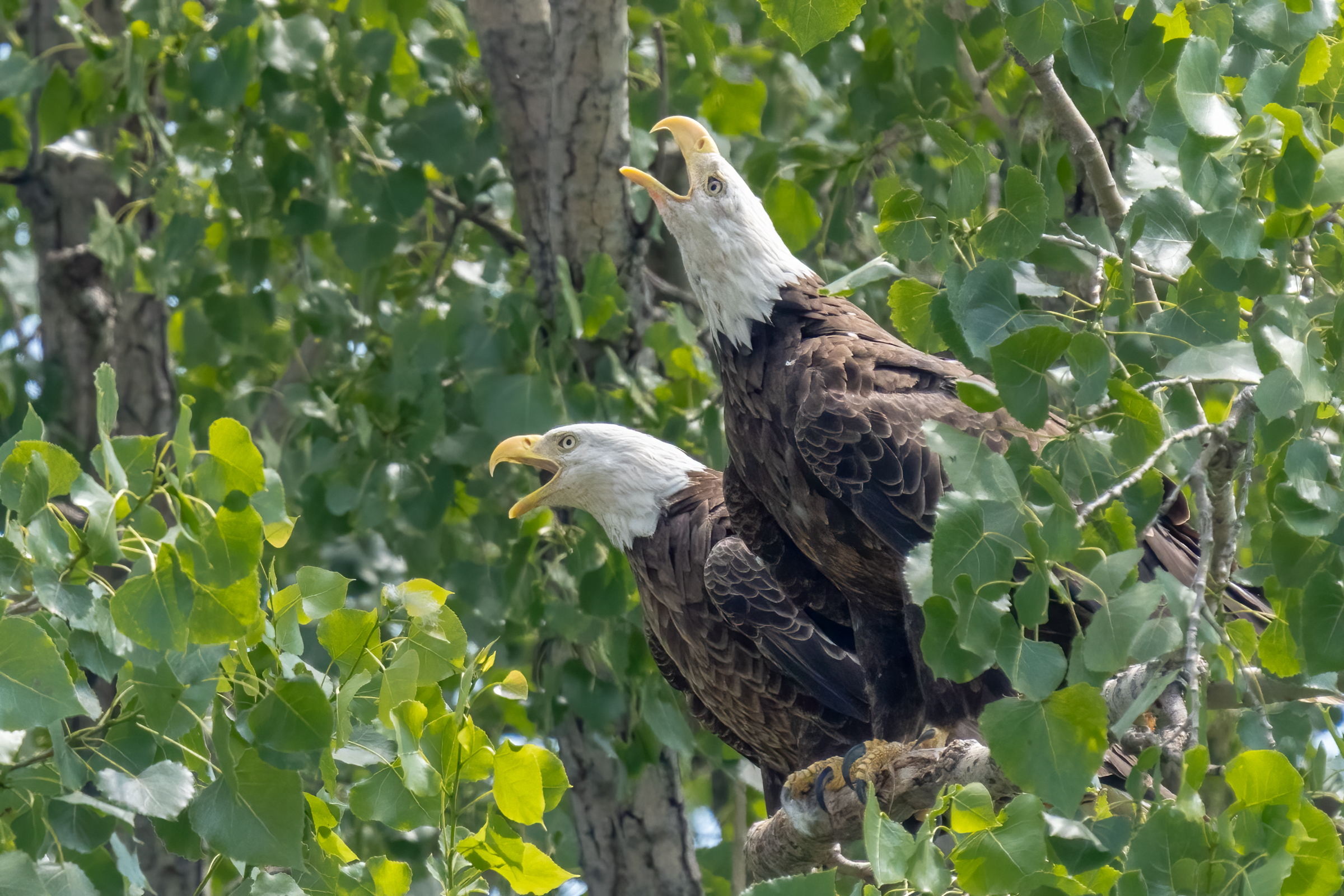 Eagles fighting over fish