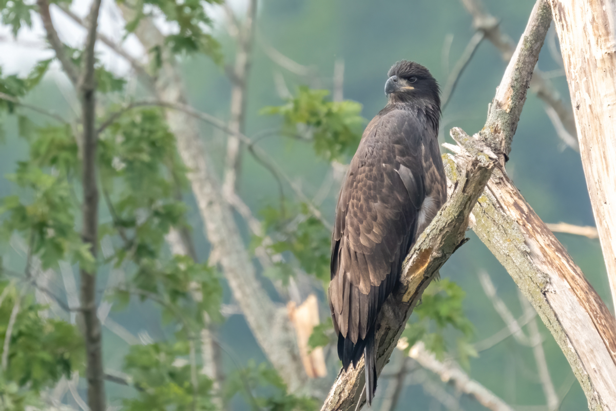 Lots of eagles downstream from Colvill Park