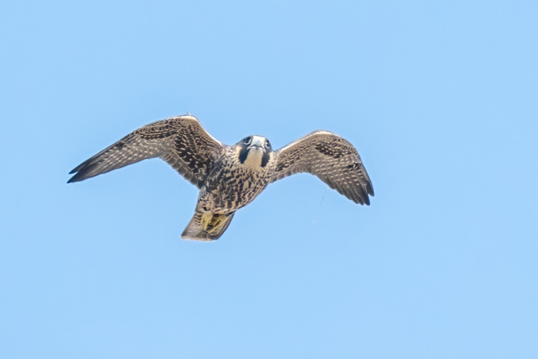 Peregrine Falcons have fledged, Great Horned Owl, too!