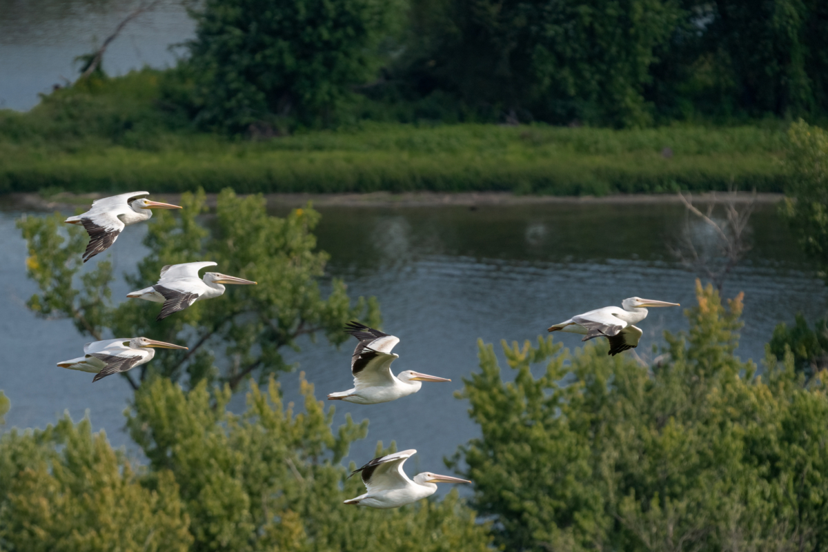 Migrating pelicans and Osprey