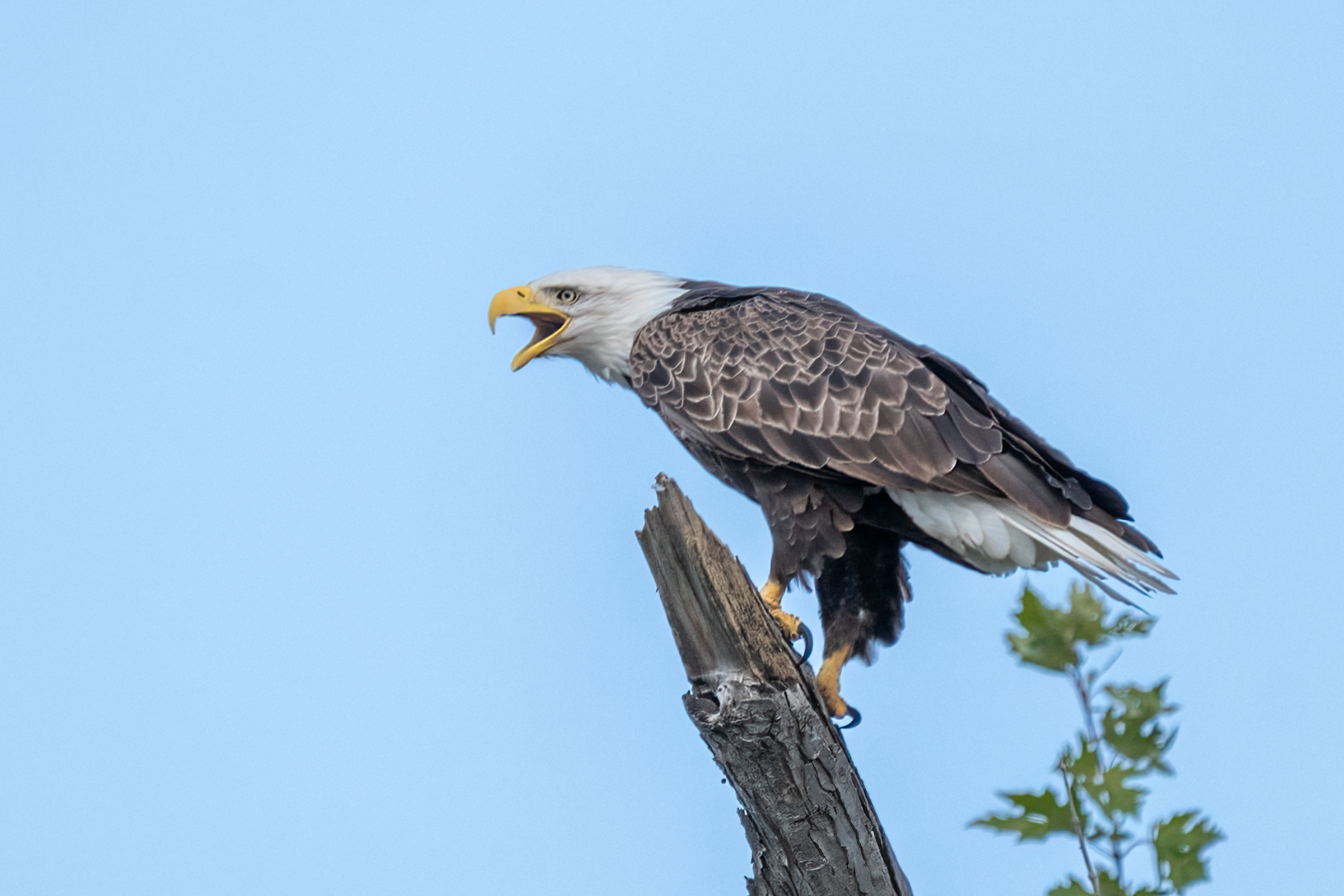 Migrating warblers and pelicans