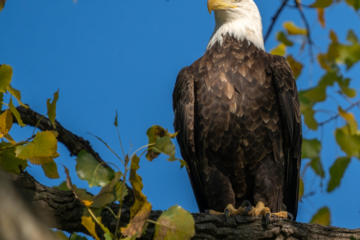 Migrating warblers and resident Eagle activity