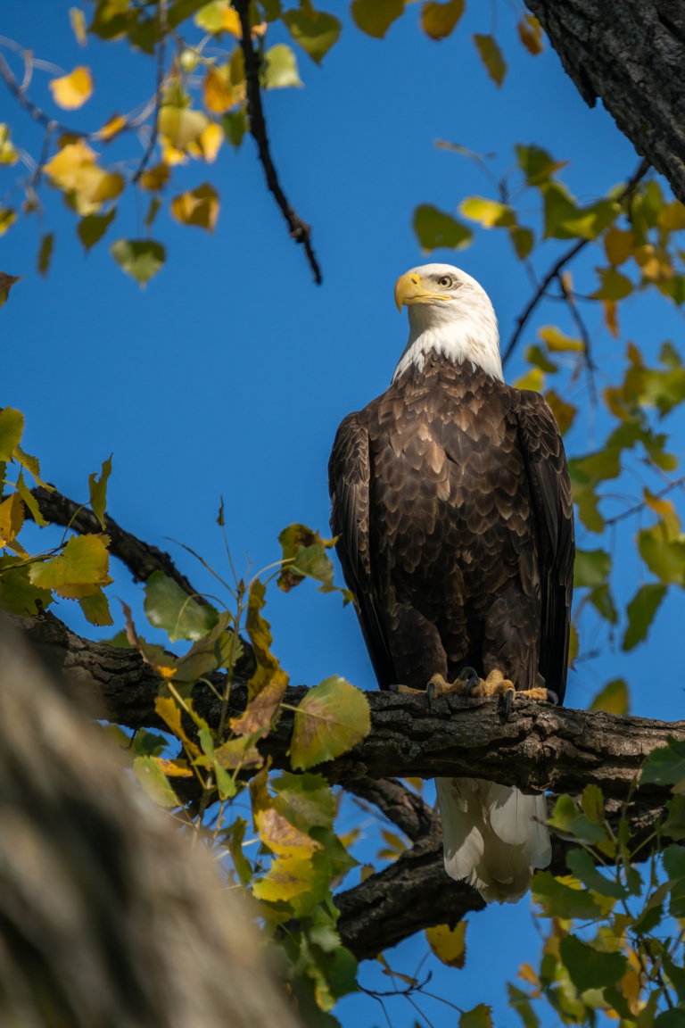 Migrating warblers and resident Eagle activity