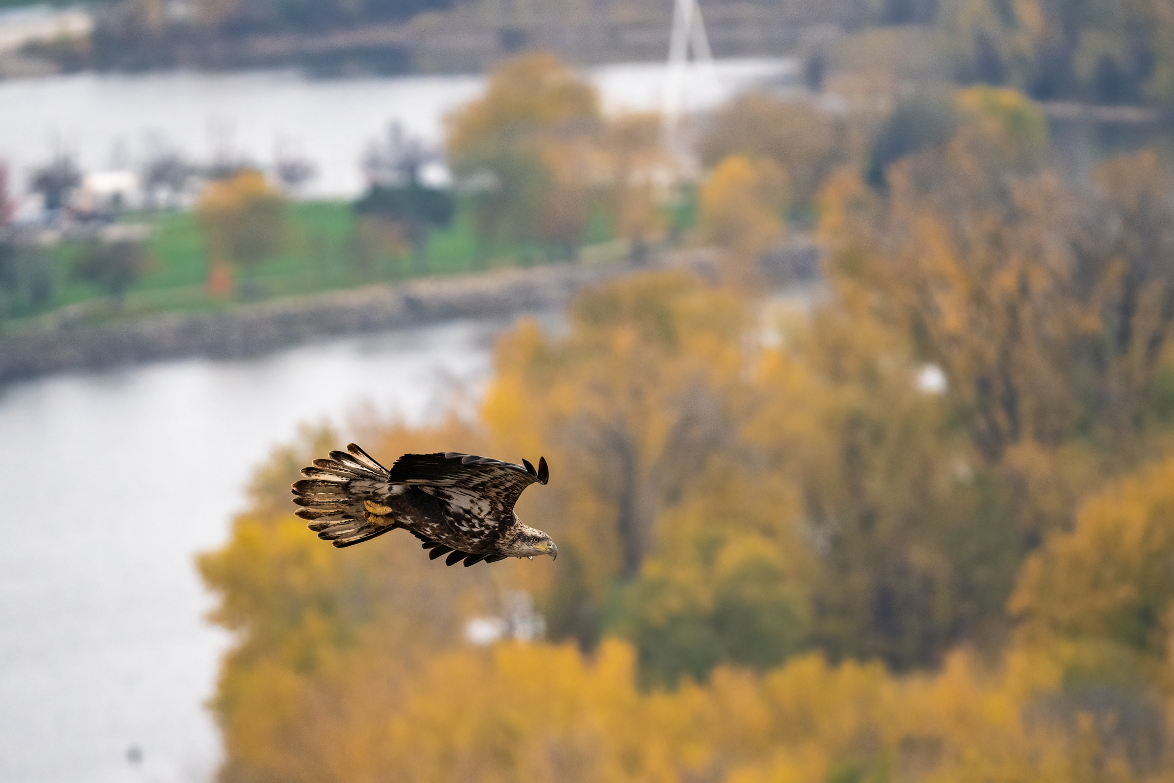 After the rains, stiff winds bring eagles out to play