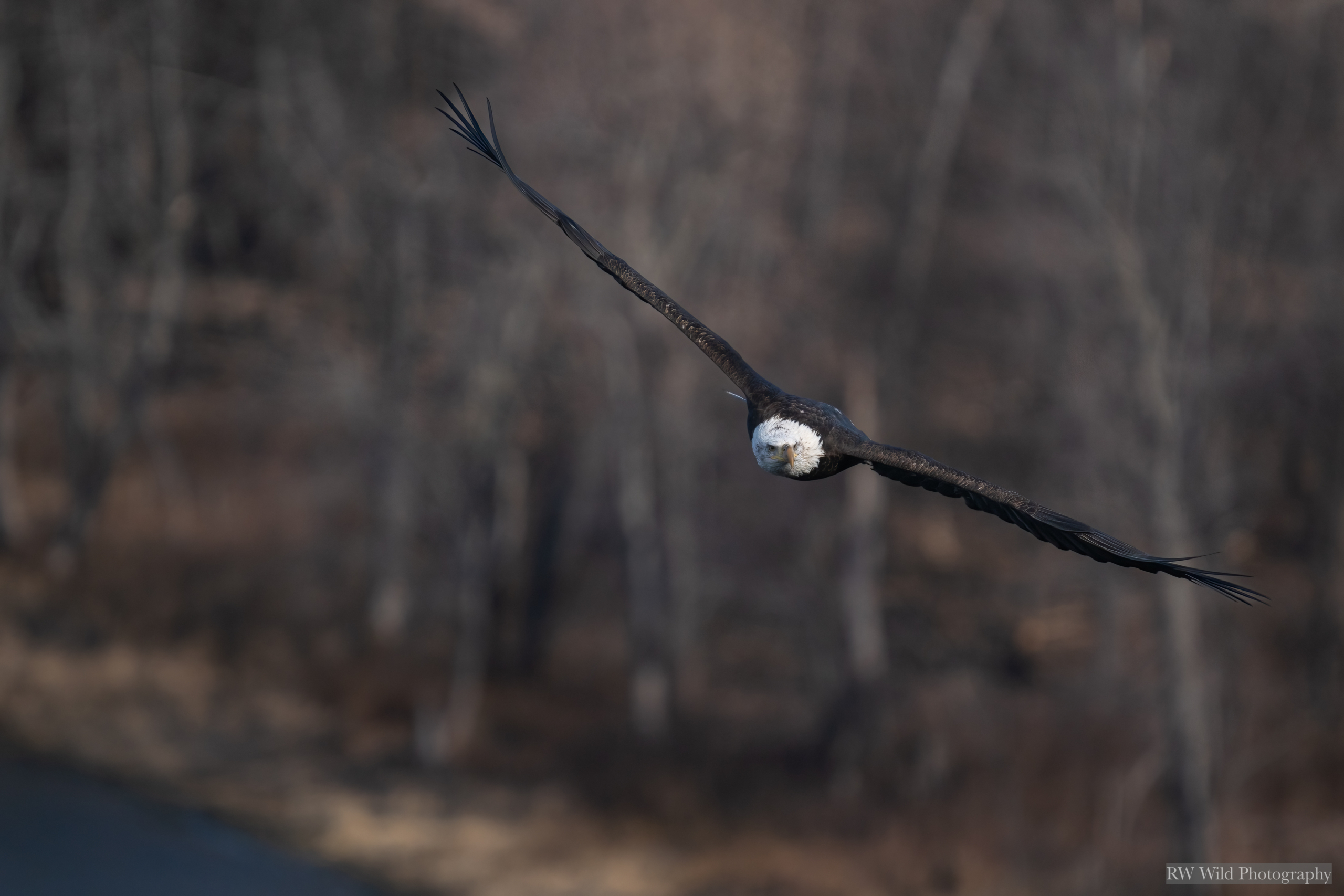 Cold Thanksgiving Day, eagles flying